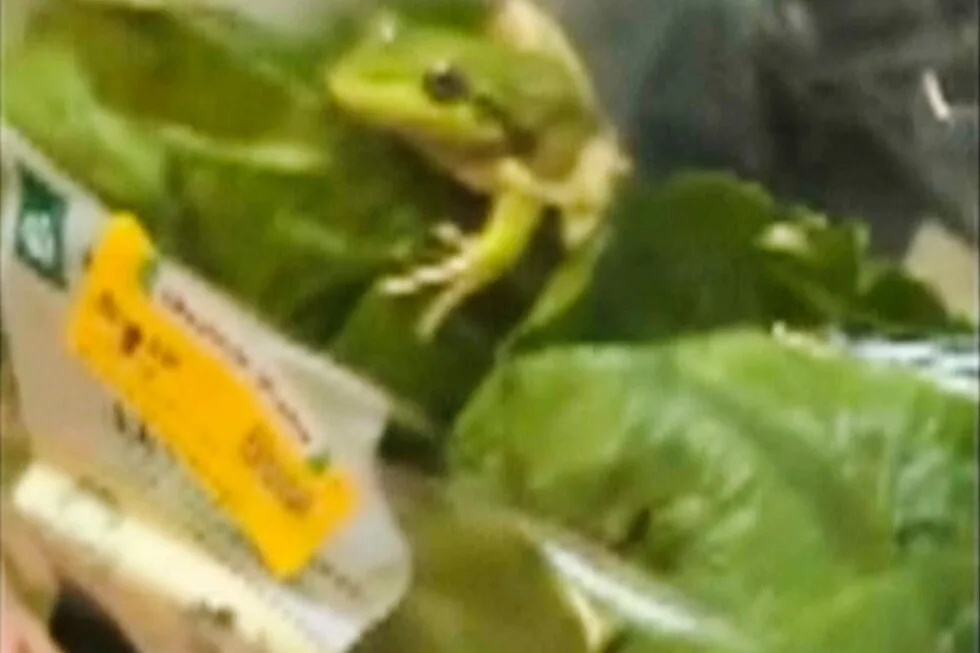 Live frog turns up in bagged salad